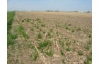 Property photo 28 - 172 Acres Offered in 3 Tracts - Prime Farmland